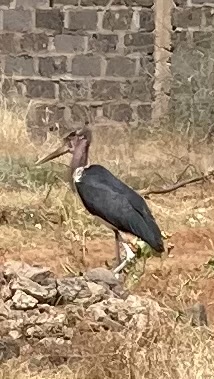 Vi mötte en Marabostork på skolgården